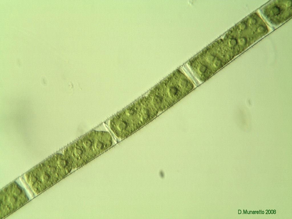 Altra alga...